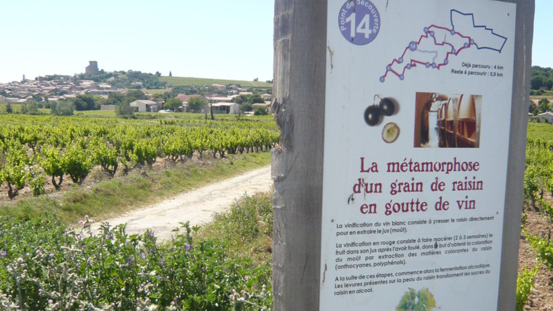 Vins de Châteauneuf du Pape