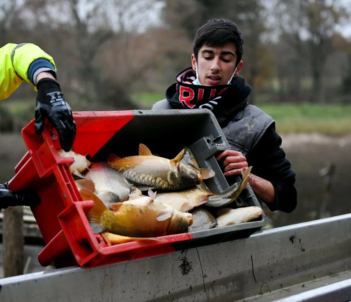 Poissons des Etangs de la Dombes