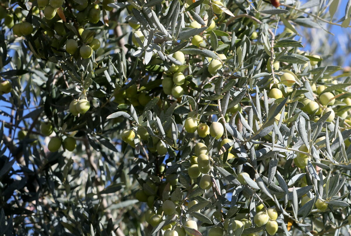 Les Olives de Nyons