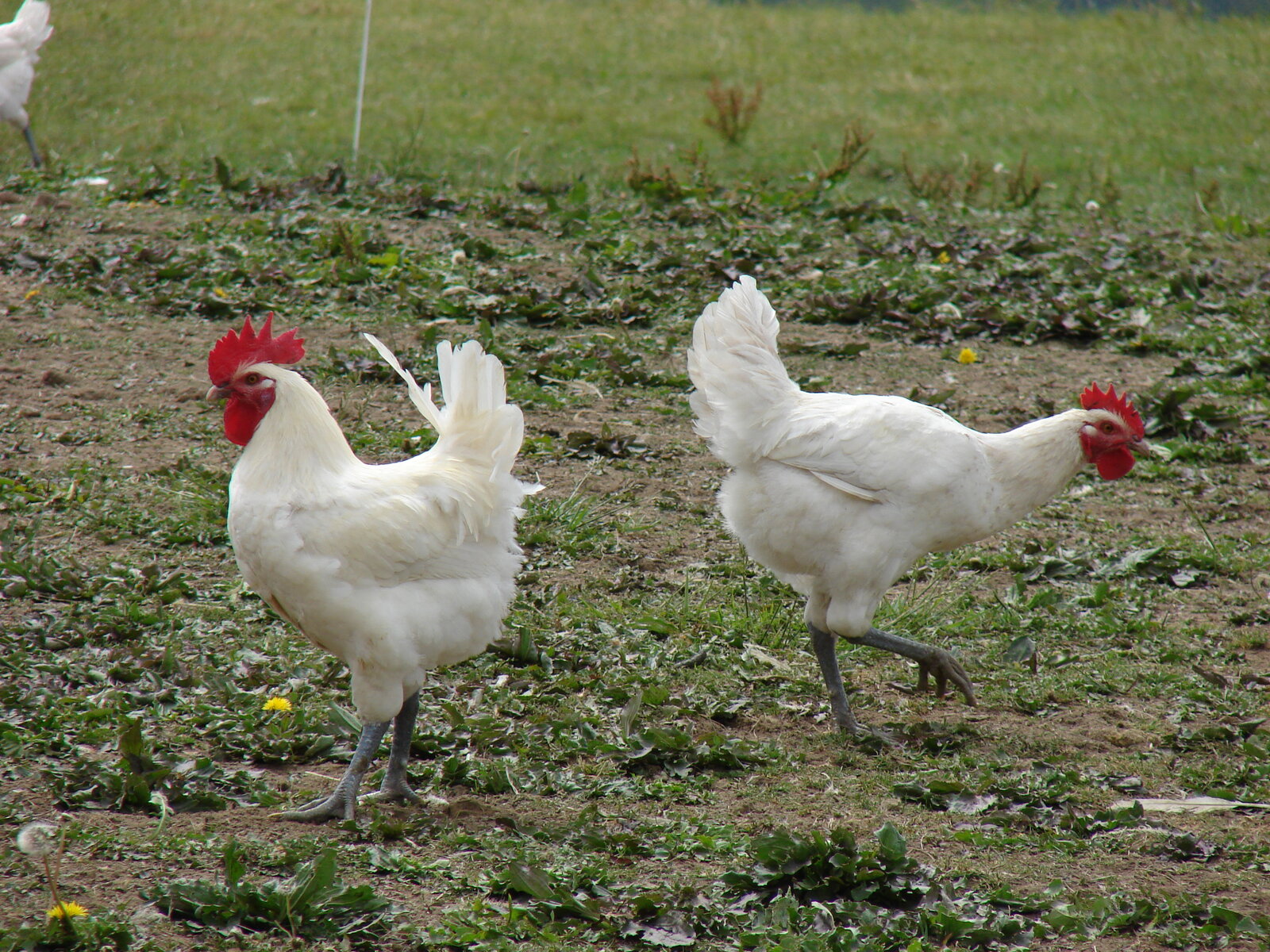 Volailles de Bresse