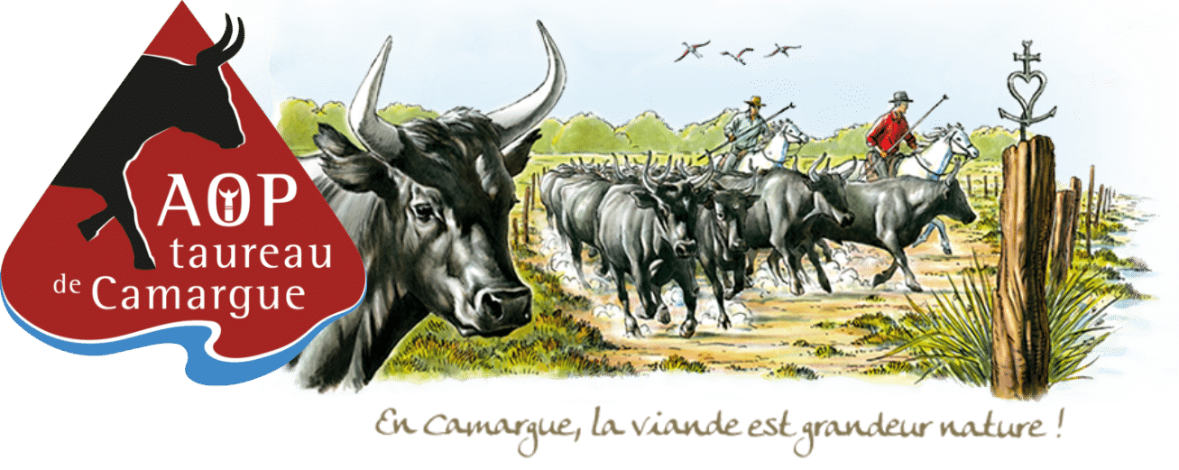 Le Biòu, ou taureau de Camargue, est originaire du delta du Rhône