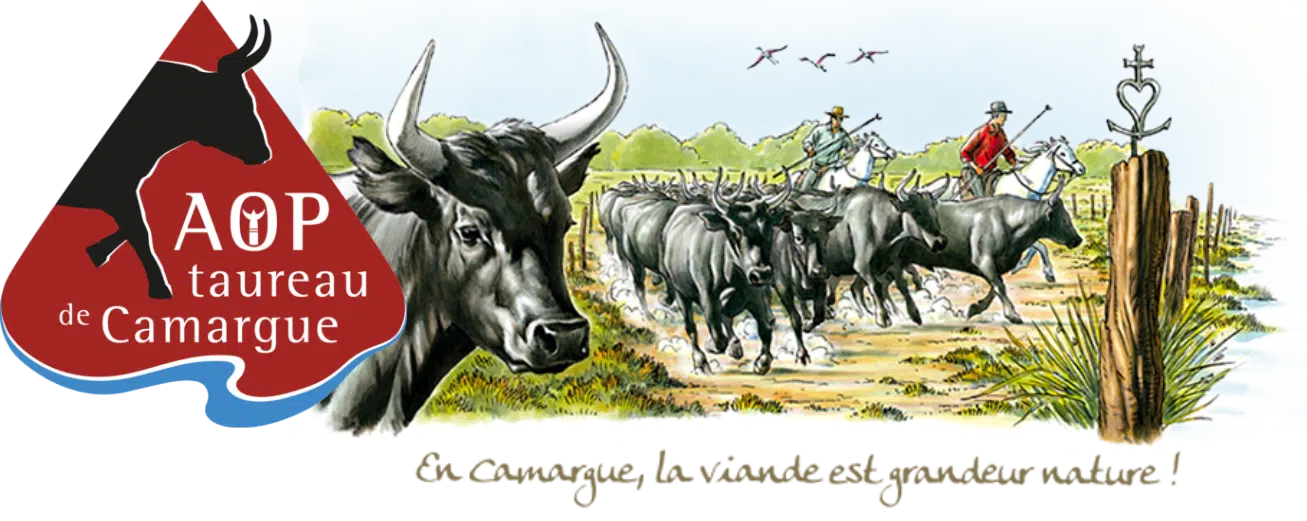 Le Biòu, ou taureau de Camargue, est originaire du delta du Rhône