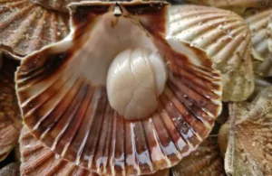 Coquille Saint-Jacques de la baie de Saint-Brieuc Site Remarquable du Goût