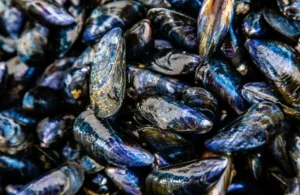 Moules de Bouchot de Pénestin, Site Remarquable du Goût